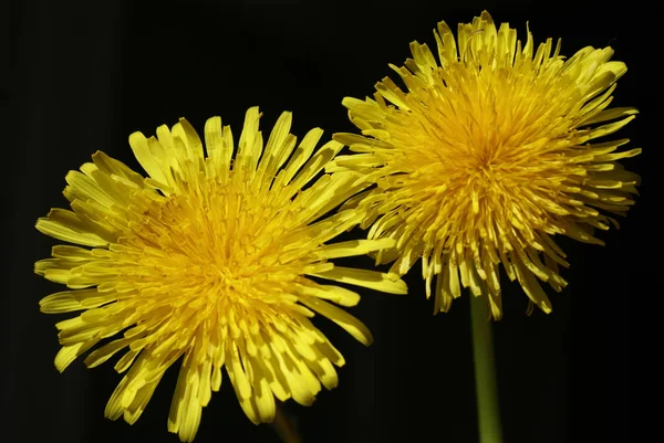 Fleurs de pissenlit jaune. Gros plan sur un fond isolé — Photo