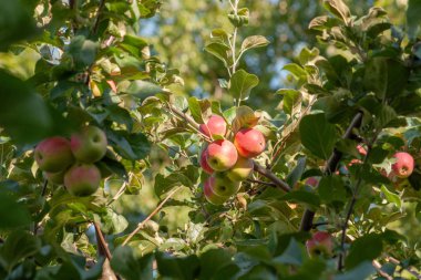 Yeşil yaprakların arka planında kırmızı elmalar var.