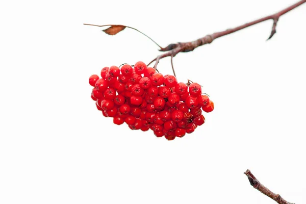 붉은 익은 열매 다발이 달린 로완 나뭇가지. 클로즈업. 셀레 티 — 스톡 사진