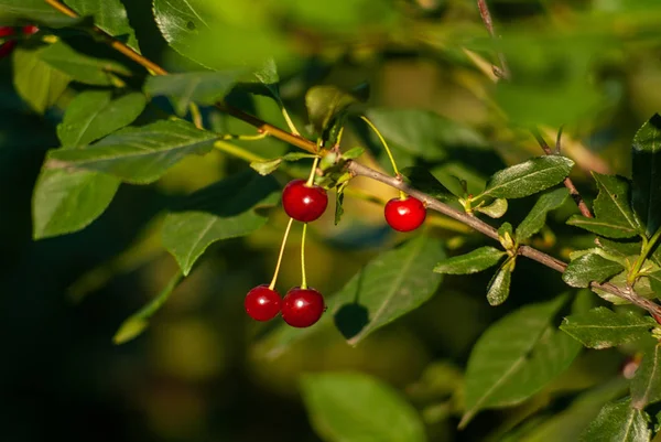 A branch of felt cherry with ripe berries. Selective focus — Stock Photo, Image