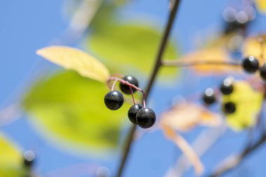 Olgun böğürtlenli kuş vişne dalı ve mavi gökyüzü. A