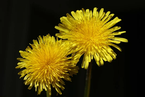 Fleurs de pissenlit jaune. Gros plan sur un fond isolé — Photo