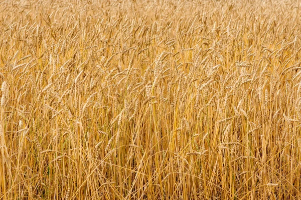 Wheat field close up. Selective focus — Stock Photo, Image