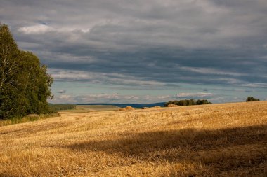 Buğday tarlasında altın sakal.