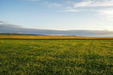 Yeşiller ve Altın Buğday Tarlası