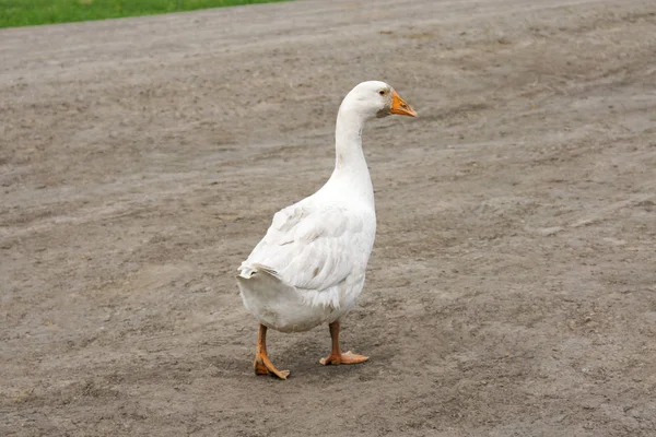 A beautiful white goose is walking along a village road — Stock Photo, Image