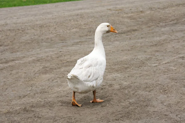 Un hermoso ganso blanco está caminando a lo largo de un camino de pueblo — Foto de Stock