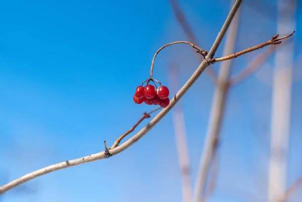 Ripe viburnum berries on a branch on a sunny autumn day — ストック写真