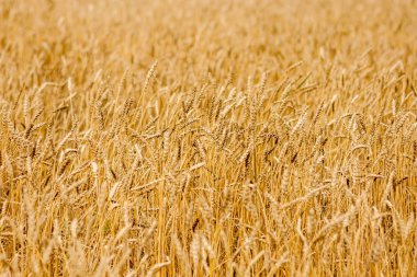 Buğday tarlasını kapatın. Seçici odak