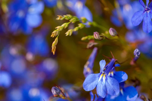 Flores de lobelia azul brillante. Enfoque selectivo cercano —  Fotos de Stock