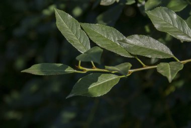 Güneşli bir günde yeşil yapraklı kiraz dalı. 