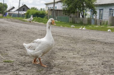 Güzel beyaz bir kaz köy yolunda yürüyor.