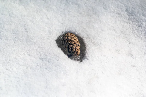 Pine cone in the snow.