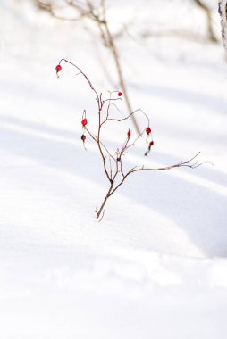 Karlı kışta kırmızı böğürtlenli yabani gül ağacı