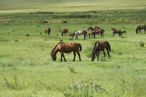 Un troupeau de chevaux est broutée sur une prairie verte . — Photo