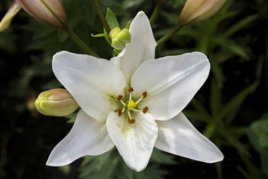 Tomurcuklu beyaz zambak çiçeği