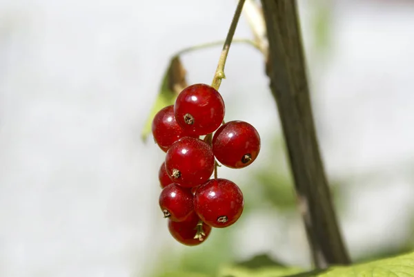 Buquê de bagas de passa de Corinto vermelha (Ribes rubrum) em um ramo com l — Fotografia de Stock