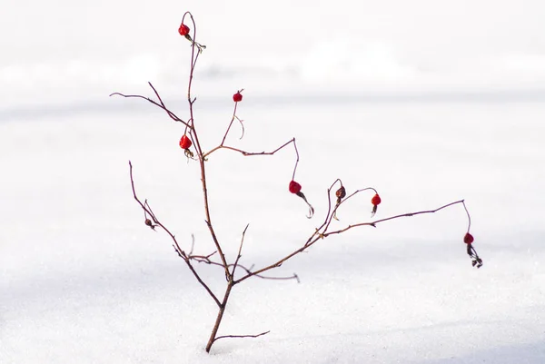 Wild rosehip bush with red berries in the snowy winter — Stock Photo, Image