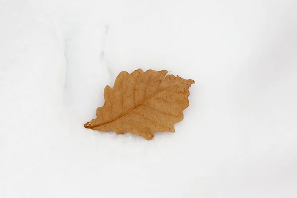Feuille de chêne sec sur neige fraîchement tombée — Photo