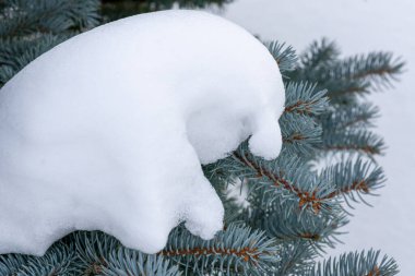 Karda mavi ladin dalları