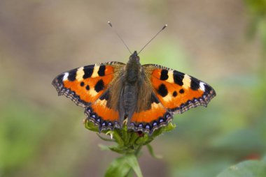 Kelebek Urtikia (Aglais urticae) çiçeklerden bal toplar. Yeşil arka planda yakın plan. Seçici odak