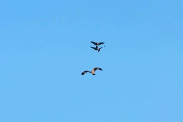 Duas Aves Rapina Atacam Papagaio Dia Ensolarado Verão — Fotografia de Stock