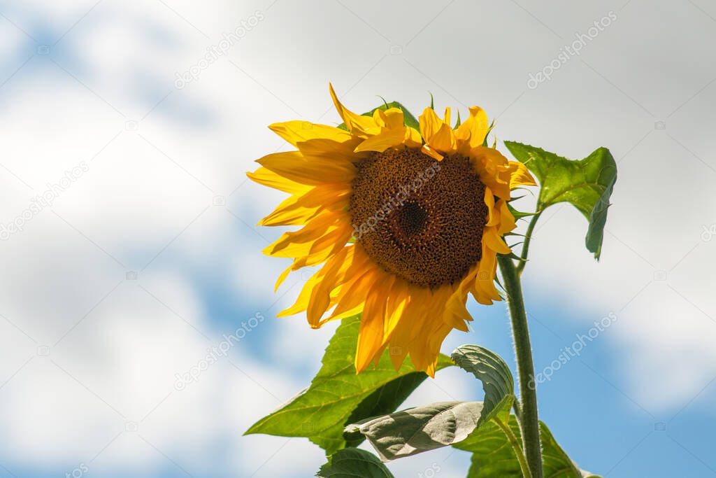 Blooming sunflower on a background of blue sky with clouds. Closeup, selective focus.