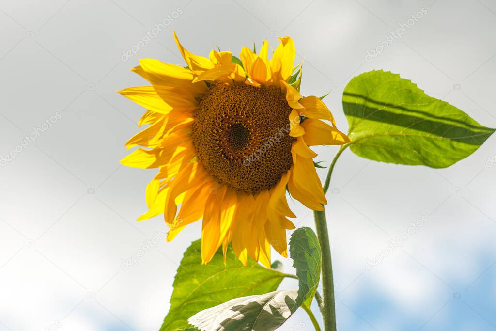 Blooming sunflower on a background of blue sky with clouds. Closeup, selective focus.