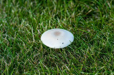 Şapkalı bir şampiyon yeşil bir çayırda büyüyor. Yakın çekim, seçici odaklanma.