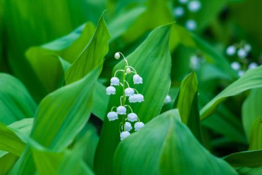 Vadideki Zambak (Convallaria majalis), bahar ormanlarında çiçek açar.