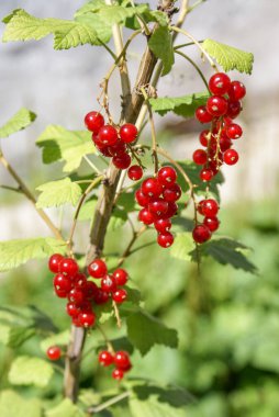 Güneşli bir havada yaprakları yakından çekilmiş bir dalda bir buket kırmızı frenk üzümü (Ribes rubrum). Seçici odak