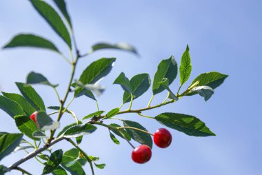 Olgun havalarda kiraz dalına (Prunus tomentosa) rastlanır. Mavi gökyüzünün arkaplanına yakın plan, Seçici odak