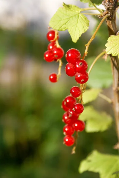Kytice Červeného Rybízu Ribes Rubrum Větvi Listy Zblízka Slunečném Počasí — Stock fotografie