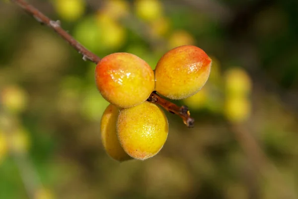 Ripe Siberian Apricots Branch Close Sunny Weather Blurry Background Foliage — Stock Photo, Image