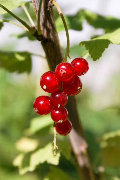 Bouquet Red Currant Berries Ribes Rubrum Branch Leaves Close Sunny Royalty Free Stock Photos
