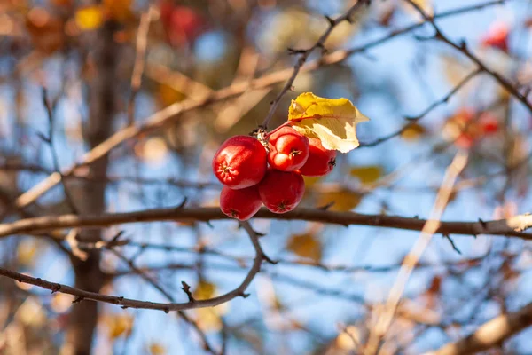 ラネツキは青い秋の空に枝に熟しました マルス バカータ シベリア — ストック写真
