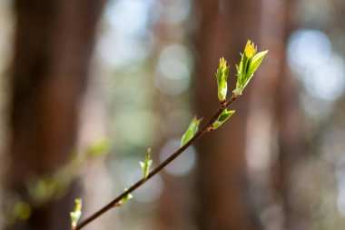 Çiçek açan yaprakları olan bir dal. Yakın plan. Seçici odak