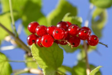 Kırmızı frenk üzümü (Ribes rubrum) buketi yapraklı, güneşli bir dalda.