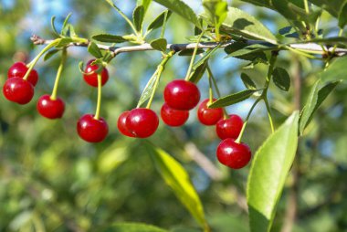 Olgun havalarda kiraz dalına (Prunus tomentosa) rastlanır. Seçici odak