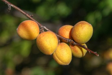Bir dalda olgun Sibirya kayısısı. Güneşli bir havada, bulanık bir arka planda, yakın plan. Seçici odak