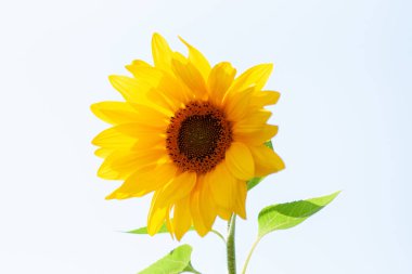 Mavi gökyüzüne karşı açan ayçiçeği. Güneşli bir günde yakın çekim