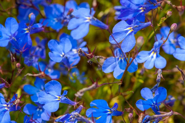 Ярко Голубые Цветы Лобелии Луговыми Травами Крупный План Солнечный День — стоковое фото