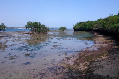 Kenya 'daki Kisite Mpunguti Deniz Parkı' nın kıyısında yetişen Mangrove ağaçları.