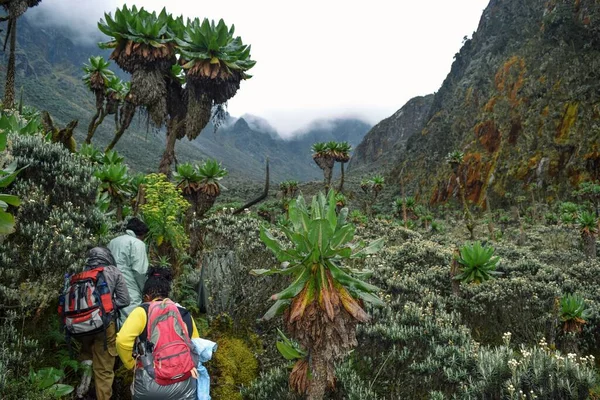 Group Hikers Panoramic Mountain Landscapes Rwenzori Mountains Uganda — Stock Photo, Image