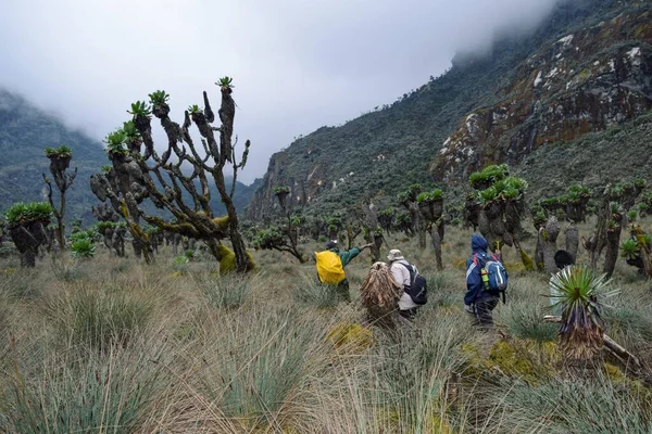 Grupo Excursionistas Los Paisajes Panorámicos Las Montañas Rwenzori Uganda — Foto de Stock