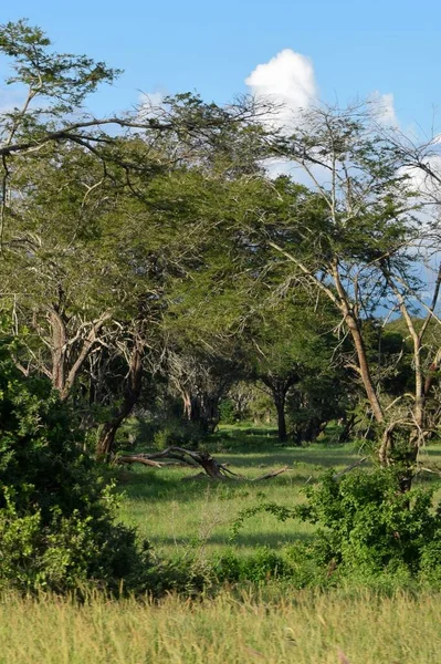 肯尼亚Aberdare Ranges丛林中的小径 — 图库照片