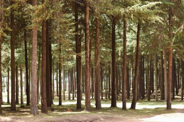 Kenya 'nın Aberdare Sıradağları manzarasında ağaçlar