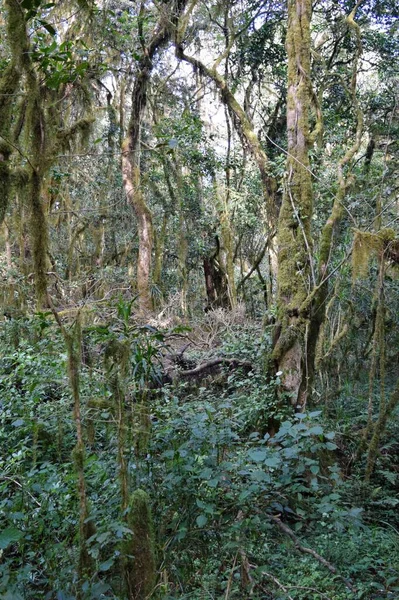 Drzewa Malowniczych Górskich Krajobrazach Aberdare Ranges Kenia — Zdjęcie stockowe