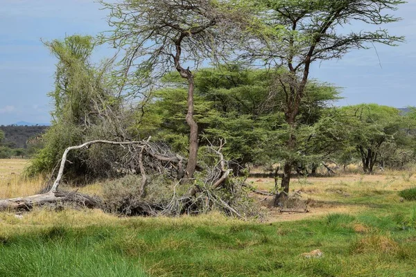 Propletené Stromy Rostoucí Volné Přírodě Samburu National Reserve Keňa — Stock fotografie