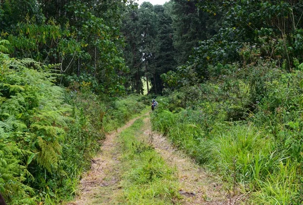 A group of hikers in the forest in rural Kenya, Aberdare Ranges
